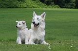 BERGER BLANC SUISSE - ADULTS ET PUPPIES 051